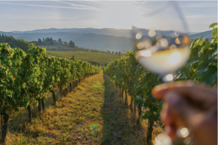 Neues US-Ranking: Der beste Riesling der Welt kommt aus Niederösterreich