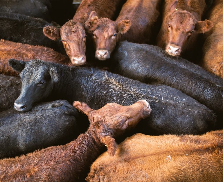 Foto: Nicolas Villalobos/picture alliance via Getty Images