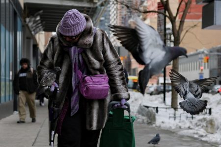 Poľský Krakov skúsi regulovať holuby cez antikoncepciu