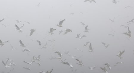 Vtáčia chrípka ničí antarktickú faunu, varujú vedci