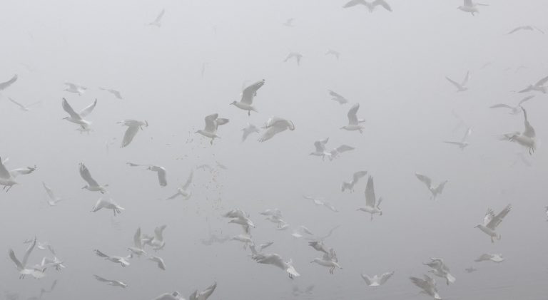 Vtáčia chrípka ničí antarktickú faunu, varujú vedci