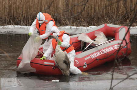 Na východe Slovenska potvrdili ohnisko vtáčej chrípky