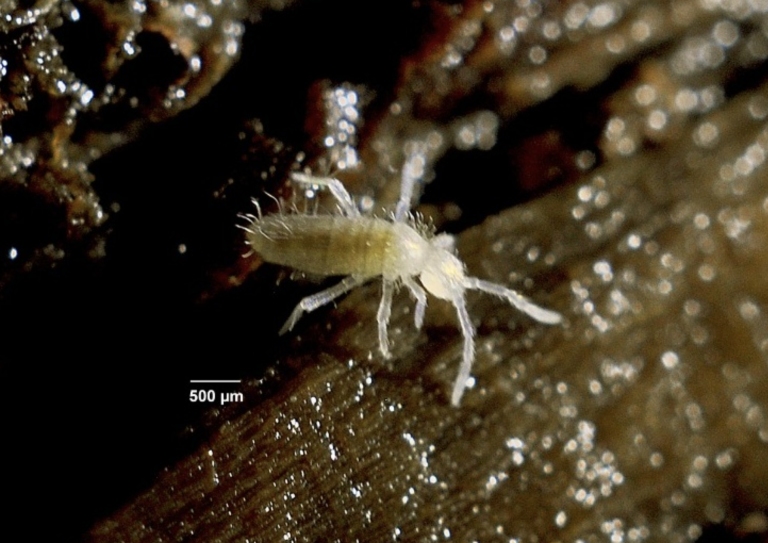 Vedci objavili nové druhy živočíchov v slovenských jaskyniach