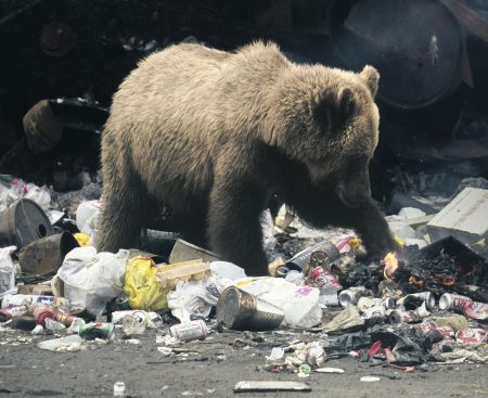 Vedec o uhynutých medveďoch: Majú nádory, zápaly ďasien, sú podvyživené a zúfalé