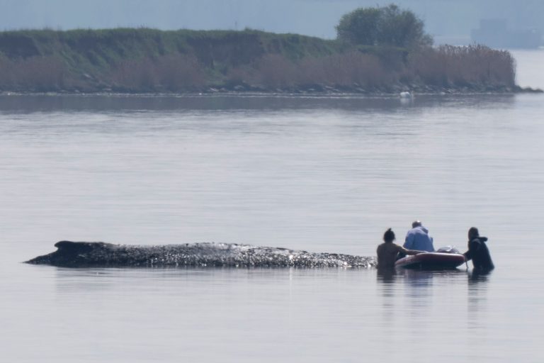 Veľrybu Timmyho možno napokon zachránia
