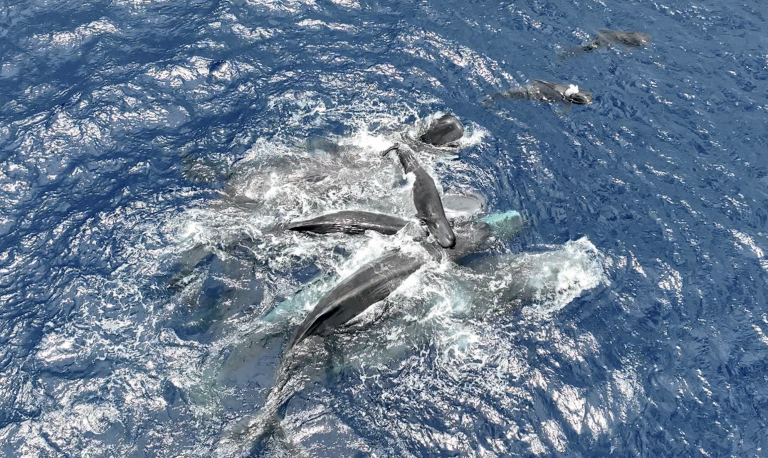 Komunikácia vorvaňov vykazuje paralely s ľudskou rečou