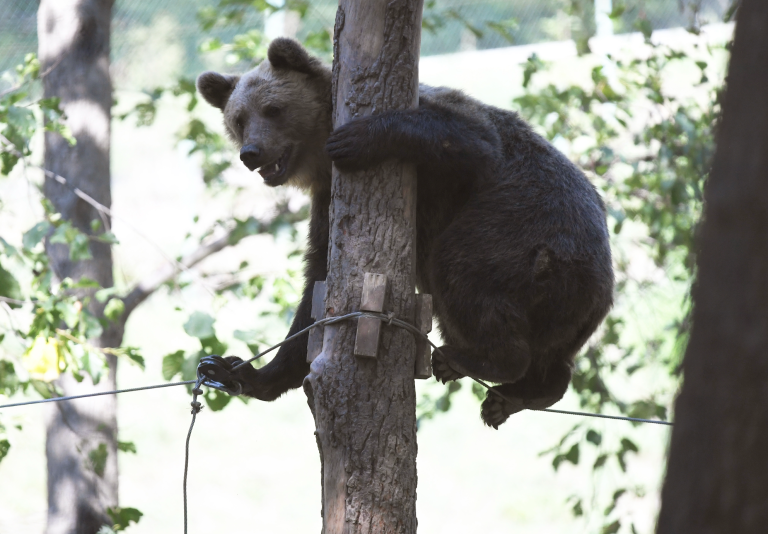Medveď pri poľskej obci neďaleko Slovenska zabil ženu